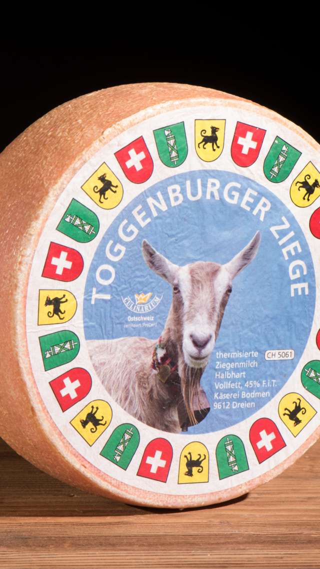 Toggenburger Ziege